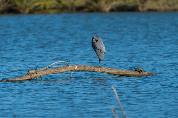A Great Blue Heron with its head tucked under its wing while it sleeps on a partially submerged dead tree in the middle of a lake while two turtles sun bathe.