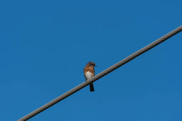 Bir Doğu Bluebird Arka Planda Açık Mavi Gökyüzü Olan Bükülmüş — Stok fotoğraf