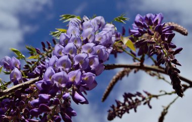 Fevkalade kümeler ve önplanda güzel mor çiçeklerle salkım.  
