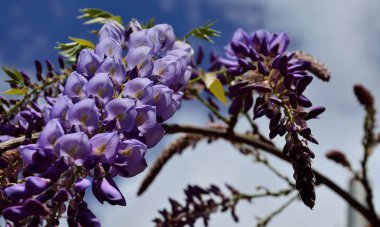 Ön planda mor çiçekler ve bulanık arka plan, Wisteria ile görkemli kümeler 