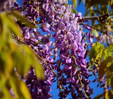 Yeşil yaprakları arasında görkemli çiçekler ile Küme, Wisteria 