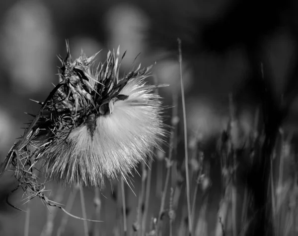 Fleur Sèche Isolée Artichaut Sauvage Premier Plan Noir Blanc — Photo