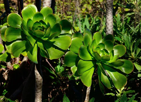 Dos Grandes Rosetas Aeonium Gigante Planta Silvestre Endémica Canarias —  Fotos de Stock