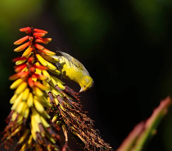 Serinus Canaria Mały Dziki Ptak Jedzenia Kolorowych Kwiatów Aloesu Wyspy — Zdjęcie stockowe