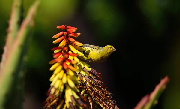 カラフルなアロエの花に美しい野鳥と慎重に見て セリヌスカナリア — ストック写真