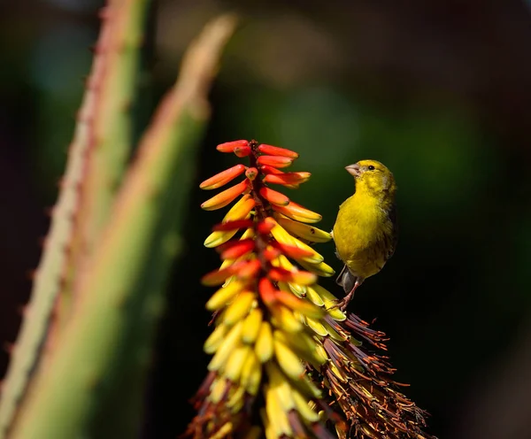 Vacker Kanariefågel Mellan Färgglada Aloe Blommor Och Titta Noga Serinus — Stockfoto