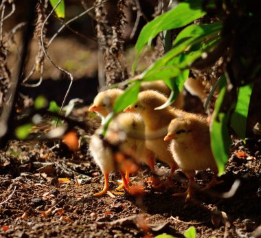 Bitkilerin arasına gizlenmiş küçük civcivgrubu