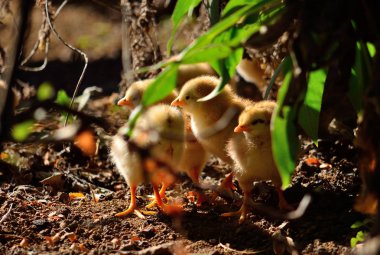 Bitkiler ve güneşlenme arasında küçük civciv grubu