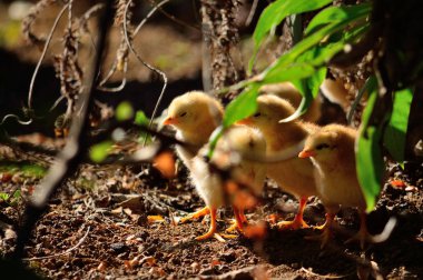 Küçük civciv bitkiler arasında birkaç gün eski