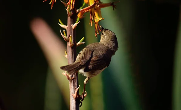 Pássaro Empoleirado Ramo Para Comer Dentro Das Flores Aloés Phylloscopus — Fotografia de Stock