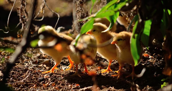 Pollitos Varios Días Edad Entre Hojas Verdes — Foto de Stock