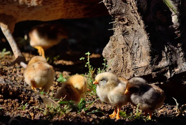 Grupo Pollitos Tomando Sol Primer Plano Cerca Gallina Mami — Foto de Stock