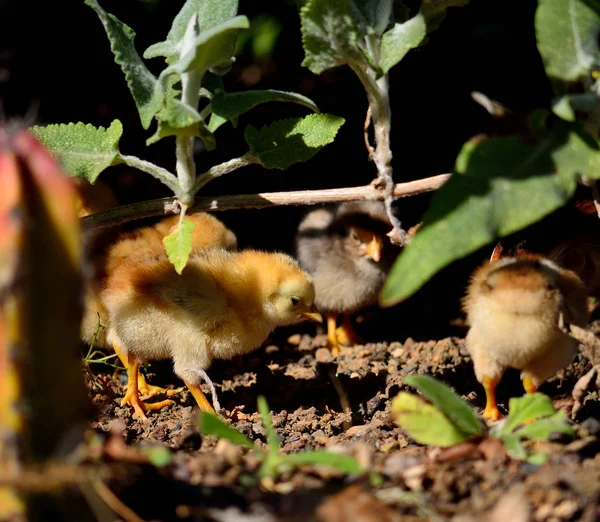Küçük civcivler çalılıkların arasında birkaç gün yaşlı yürüyorlar.