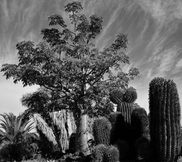 Tropical garden with large cactus and tree, black and white mode