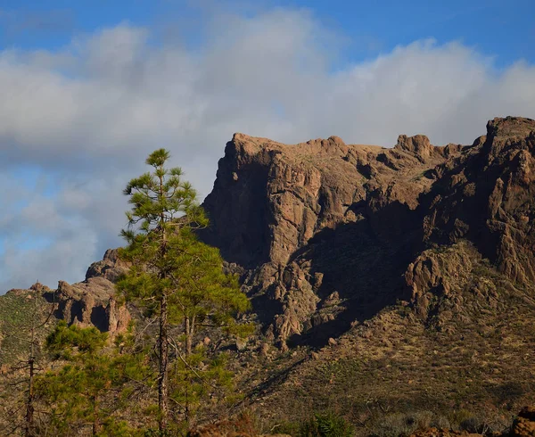 Kiefern Und Klippen Plata Berge Von Gran Canaria Kanarische Inseln — Stockfoto