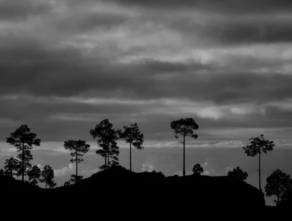 Silhouette Pini Cielo Nuvoloso All Alba Con Effetto Monocromatico Pilancones — Foto Stock