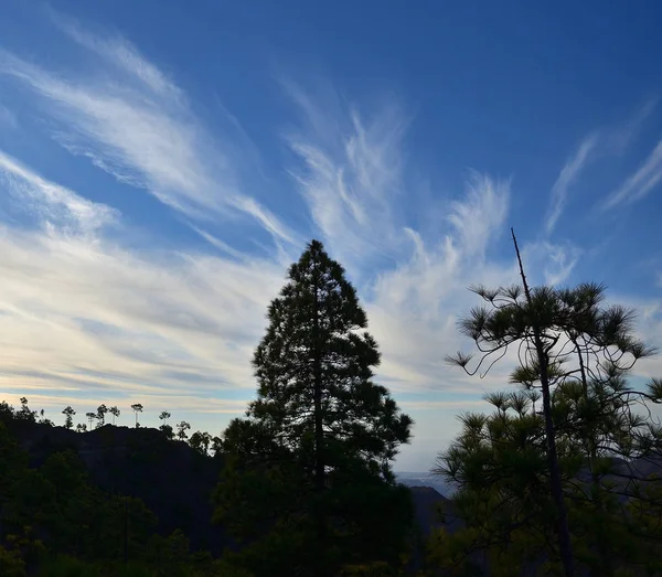 Silhouettes of pines, blue sky and clouds during the dawn, Pilancones, Gran Canaria