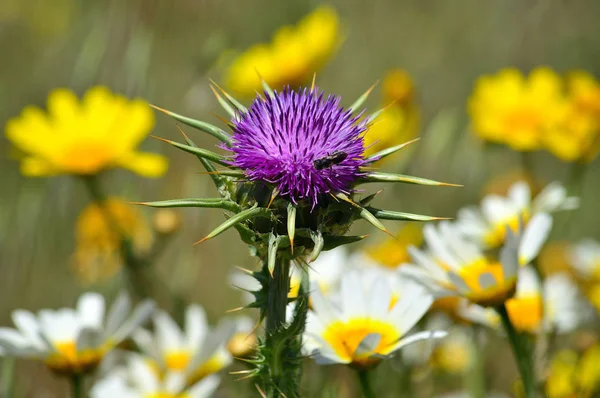 Milk thistle flower in foreground with yellow and white daisies out of focus in background