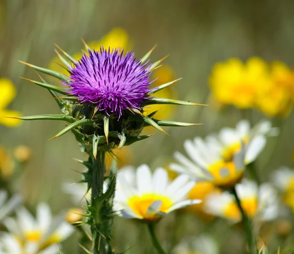 Splendid Flower Head Milk Thistle Daisies Out Focus — Stock Photo, Image