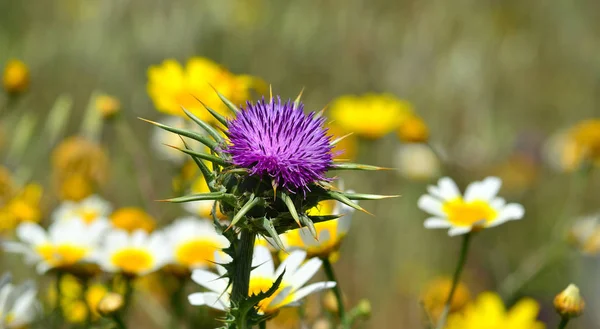 Flor Cardo Aislado Con Margaritas Borrosas Fondo Silybum Marianum — Foto de Stock