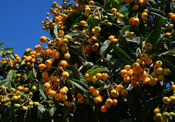 Ramas Níspero Con Numerosos Frutos Maduros Listos Para Recoger — Foto de Stock