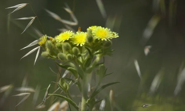 Rama Aislada Senecio Plena Floración Plantas Avena Medio Pradera — Foto de Stock