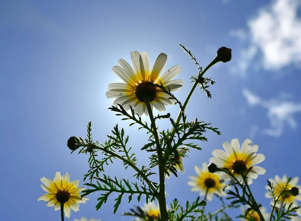 Group of beautiful daisies with splendid blue sky in background, view from below