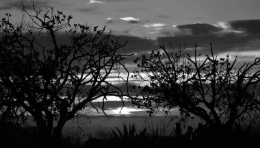 Güneşin doğuşu ve arka planda bulutlu gökyüzü sırasında arkadan aydınlatmalı ağaçlar, siyah ve beyaz