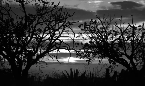 Backlit trees in foreground and cloudy sky in background during the sunrise, monochrome mode