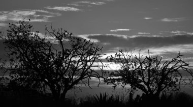 Şafakta kırsal peyzaj, ağaçlar ve bulutlu gökyüzü, siyah ve beyaz modu