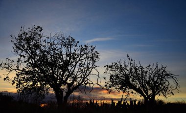 Arka planda muhteşem gökyüzü ile şafak sırasında ağaçların siluetleri
