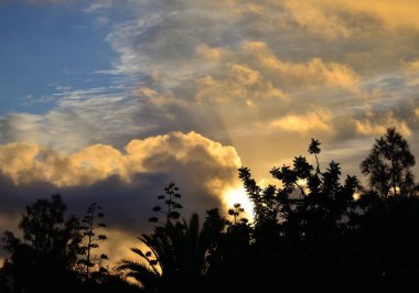 Gündoğumu sırasında ön planda ve bulutlu gökyüzü arka planda çeşitli ağaçlar