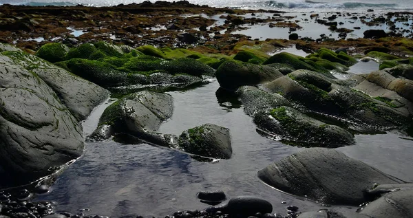 Litoral Com Poças Água Maré Baixa Rochas Com Algas — Fotografia de Stock