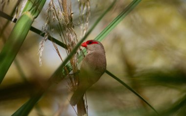 Kırmızı gagalı kuş sazlıklar arasında tohum yiyor, yaygın estrilda