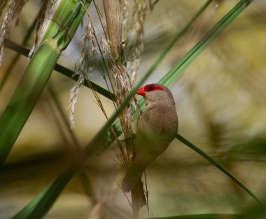 Sazlıkların ortasında tohum yiyen küçük kuş, Estrilda astrild
