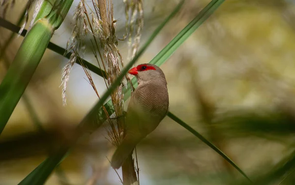 Pájaro Pico Rojo Comiendo Semillas Entre Las Cañas Estrilda Común — Foto de Stock