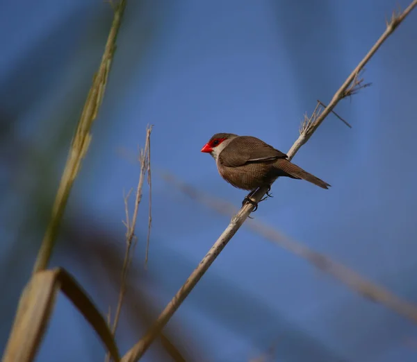 Petit Oiseau Bec Rouge Sur Tige Roseau Fond Bleu Estrilda — Photo