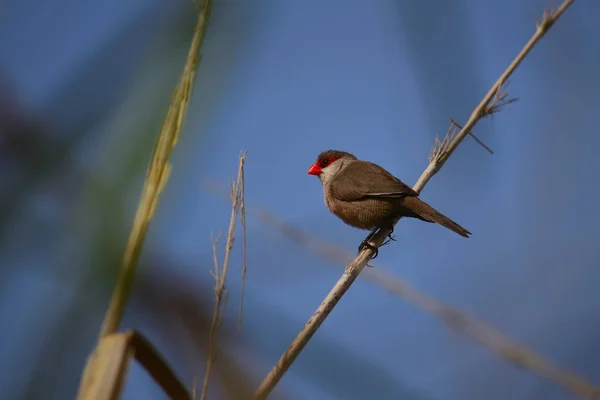 エストリルダアストリルド リードと青の背景の茎に赤くちばしの小鳥 — ストック写真