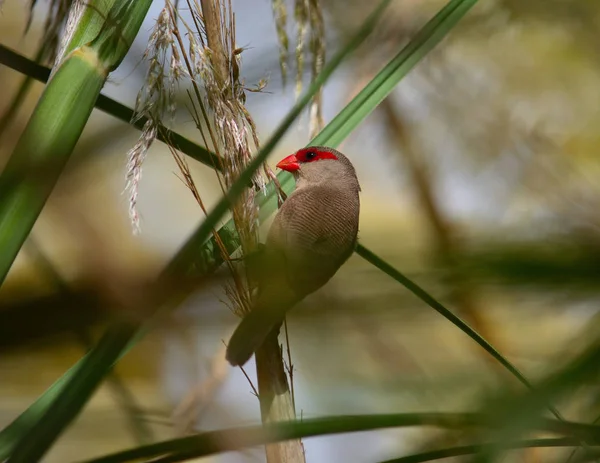 Estrilda astrild, small exotic bird eating seeds between the reeds