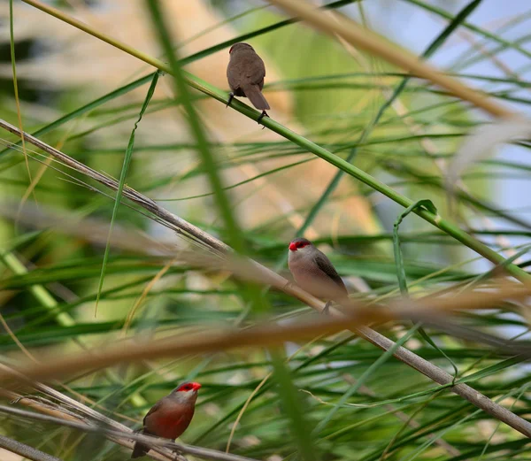 Burung Kecil Paruh Merah Bertengger Alang Alang Estrilda Astrild — Stok Foto