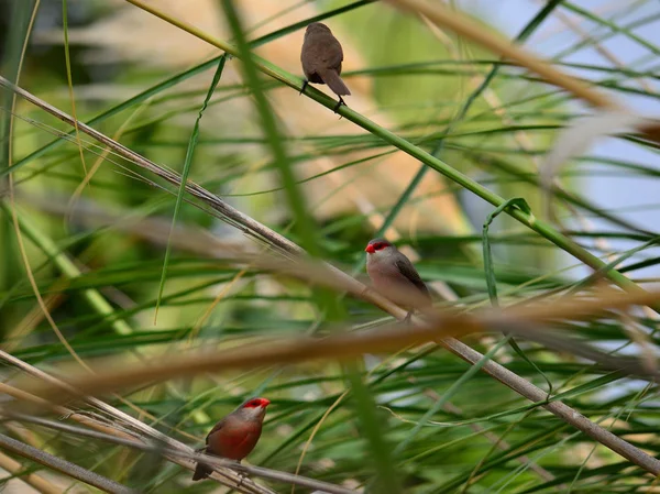 リードに赤くちばしのいくつかのエキゾチックな鳥 エストリルダアストリルド — ストック写真