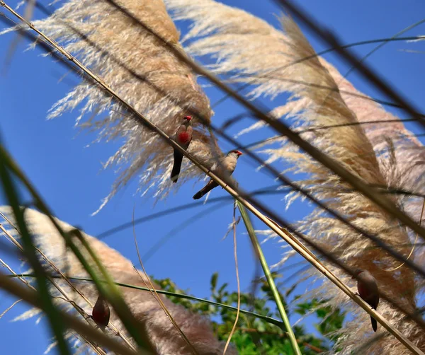 Burung Eksotis Kecil Rumput Pampa Dalam Mekar Penuh Estrilda Umum — Stok Foto