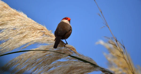 咲くパンパスの枝に赤くちばしの鳥 一般的なエストリルダ — ストック写真