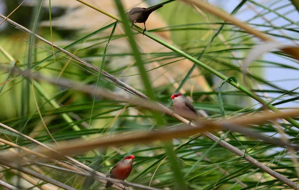 Small exotic birds on the reeds, common estrilda or coral beak