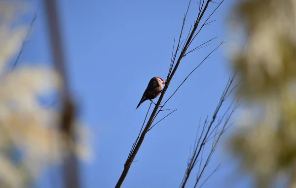 Маленький Птах Фоні Очеретяного Стебла Блакитного Неба Загальна Естрильда — стокове фото