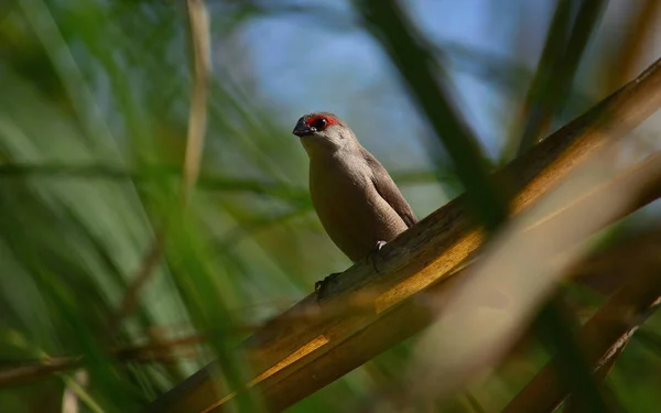 Common estrilda, small exotic bird amidst the reeds