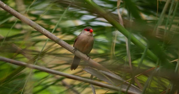 リードの間に置かれた赤いくちばしのエキゾチックな鳥 一般的なエストリルダ — ストック写真