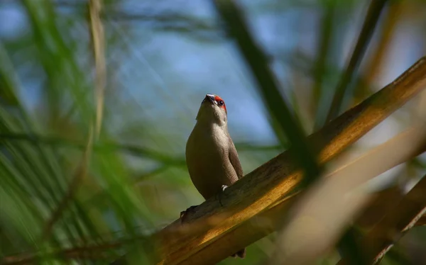 リードの中に小さなエキゾチックな鳥 一般的なエストリルダ — ストック写真