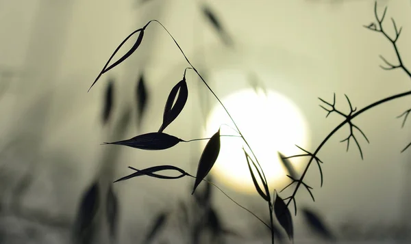 Backlit oat plant after releasing its seeds and sun in the background at dawn