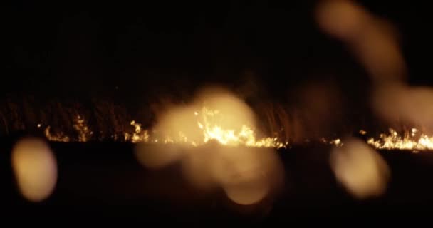 Incendie la nuit. Herbe sèche brûlant sur le terrain. Brûlage de paille sur le terrain. Feu, Brûler de l'herbe ancienne dans les champs . — Video